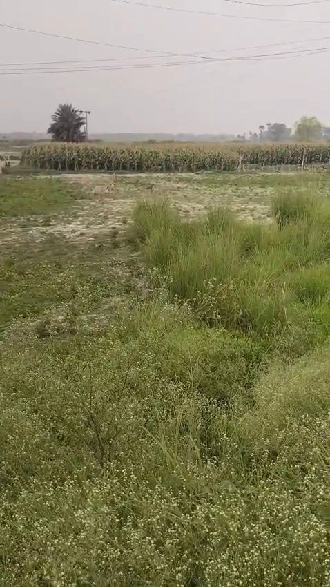 Mehna, Punjab 142011, India preview 3