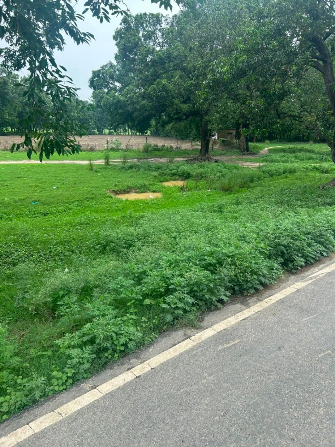 Mankapur-Sadullah Nagar Road, Gonda, Chaubepur, Uttar Pradesh, India