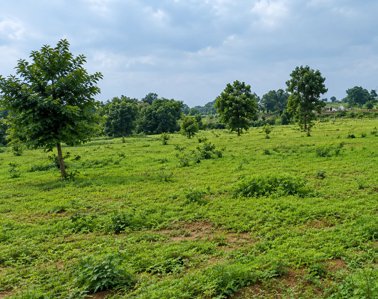 Beltikiri, Dhenkanal, Odisha, India