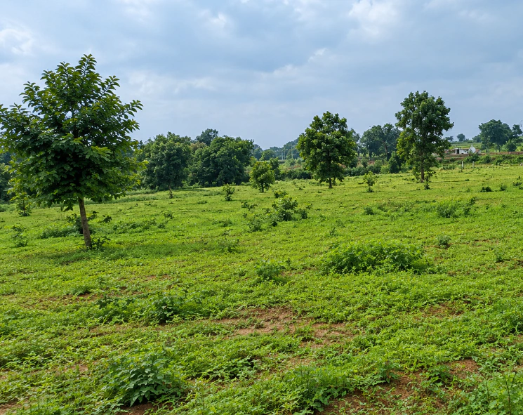 Beltikiri, Dhenkanal, Odisha, India - Photo 3