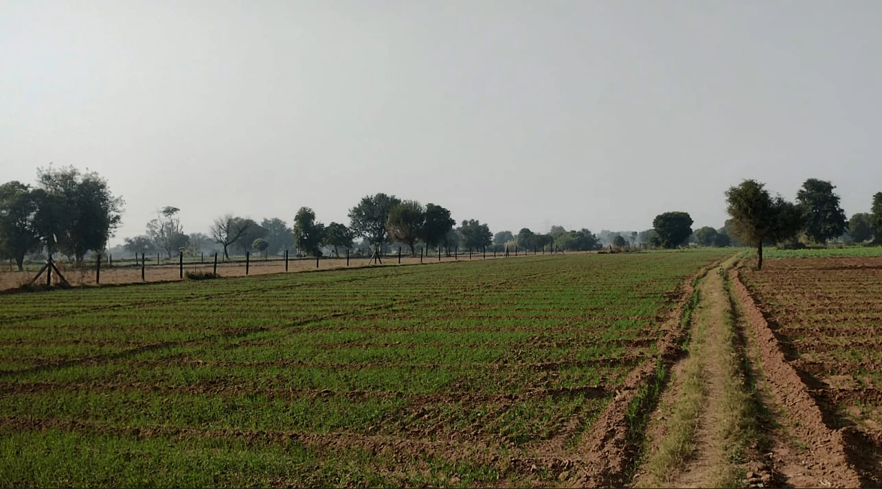 Bhadson Rd, Ranjit Nagar, Patiala, Punjab, India