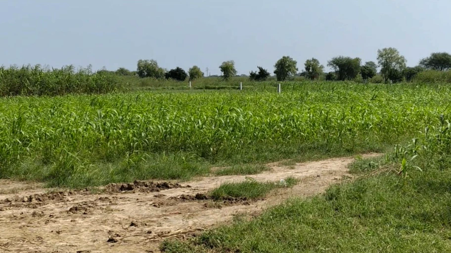 Hodal, Palwal, Haryana, India