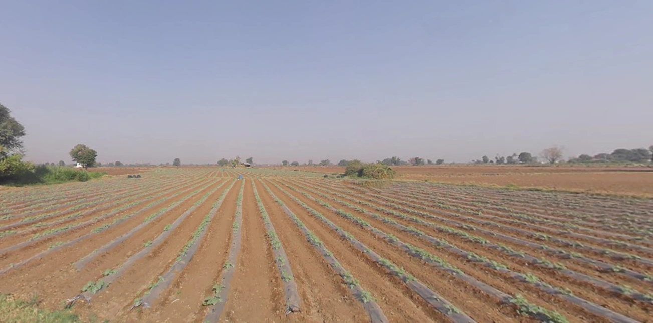 Shertha, Gujarat, India