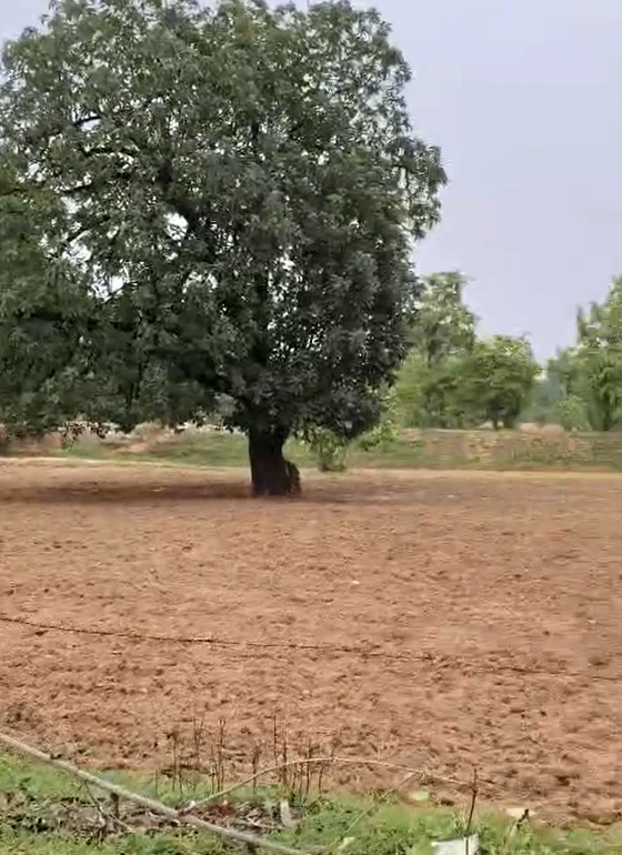 76G7+H9G, Shajapur, Kapaliya, Madhya Pradesh, India