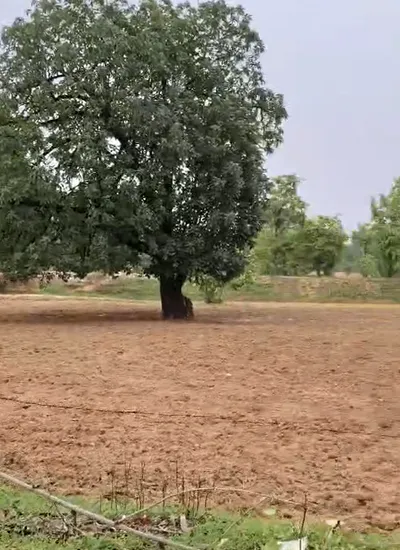 76G7+H9G, Shajapur, Kapaliya, Madhya Pradesh, India preview 2