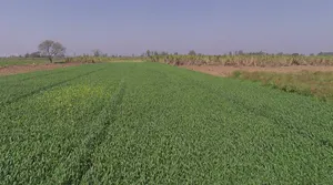 Mawana Kalan, Uttar Pradesh, India preview 2