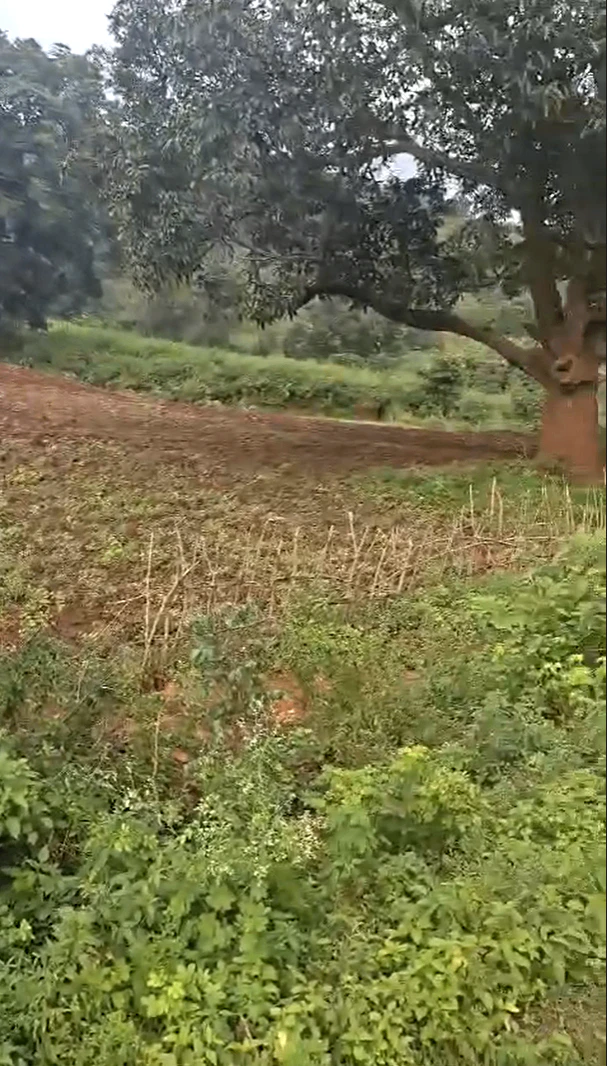 2WVC+PJV, Koraput, Goudabarikanta, Dasmanthpur, Odisha 764028, India