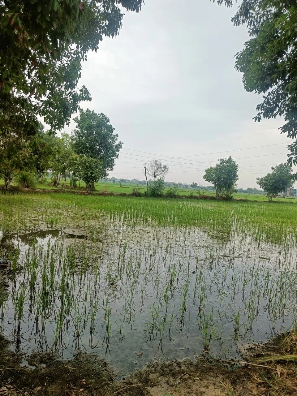 Nakur, Saharanpur, Uttar Pradesh 247342, India