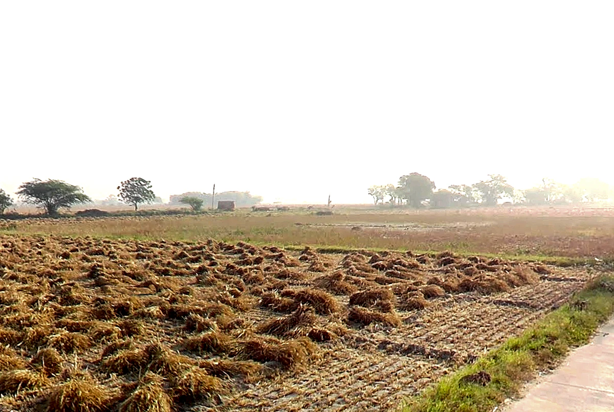 Daryapur Khurd Village, Delhi, 110073, India