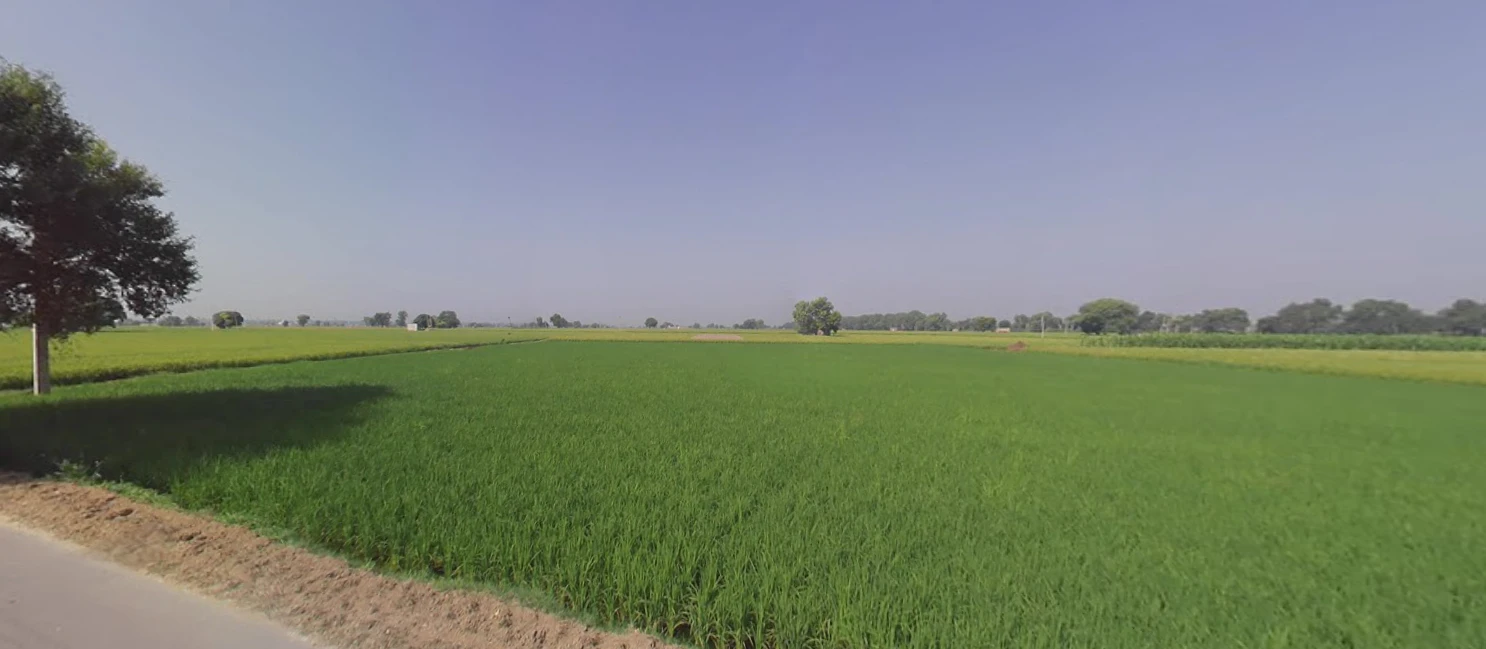Rania, Haryana 125076, India