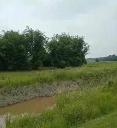 NH 37, Gotlong Main Rd, near All India Radio Center, Dolabari, Tezpur, Assam 784027, India preview 4