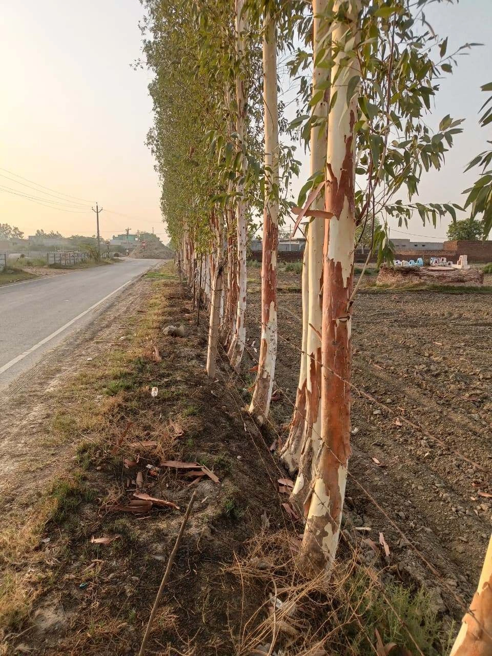Tentigaon, Uttar Pradesh, India