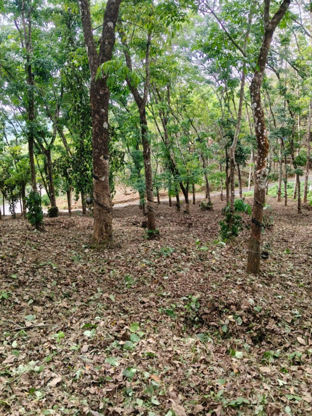 CVM3+X53, Vechoochira, Kerala 686511, India preview 2