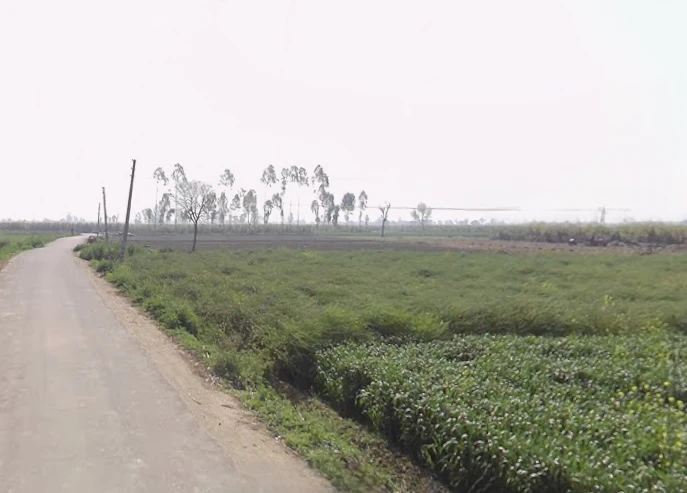 Mawana, Uttar Pradesh, India
