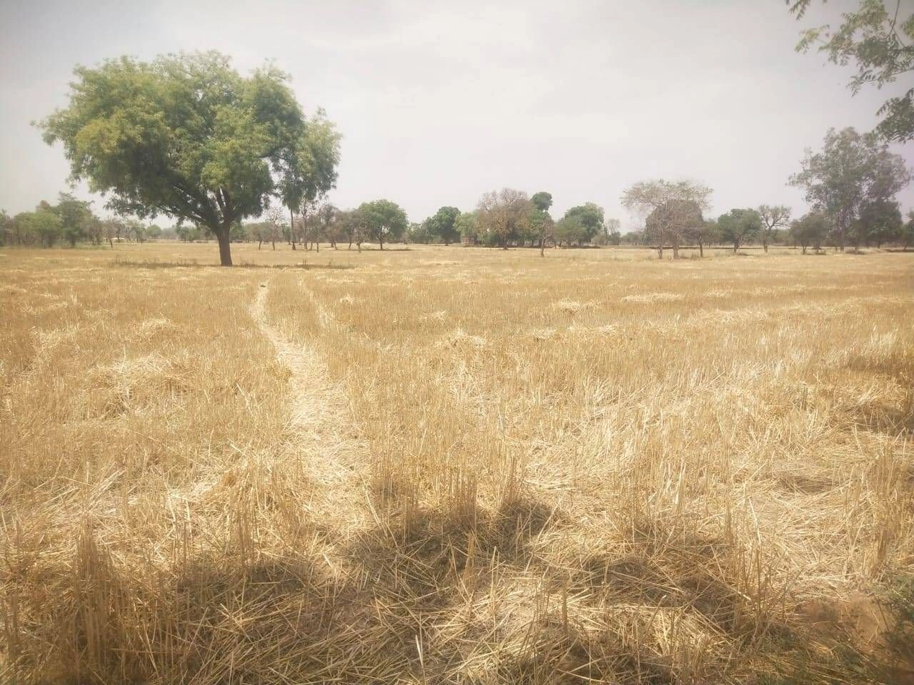 Gyaraspur, Madhya Pradesh 464331, India