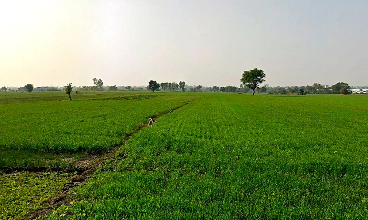 Shujalpur, Madhya Pradesh 465333, India