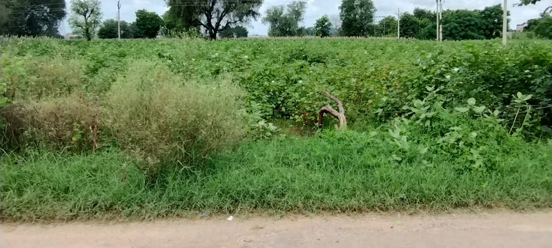 Bedha, Rajasthan 301021, India preview 3