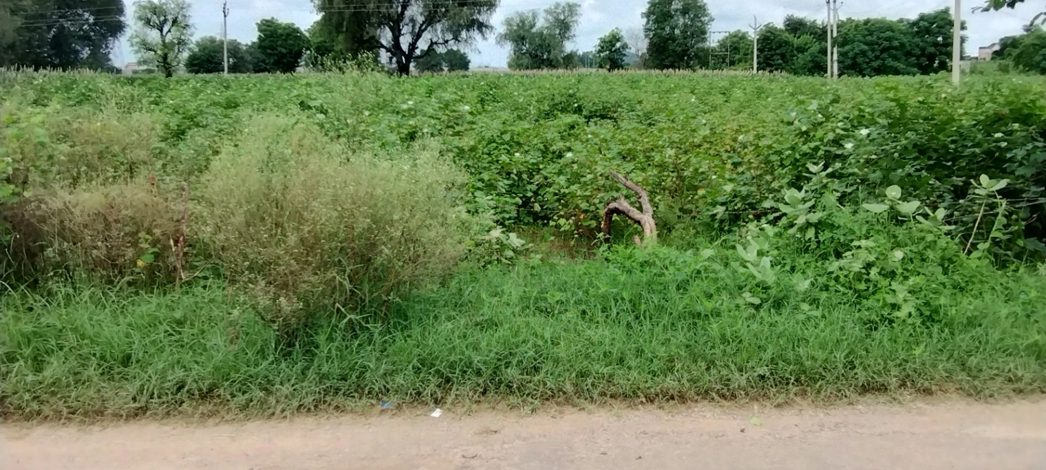 Bedha, Rajasthan 301021, India