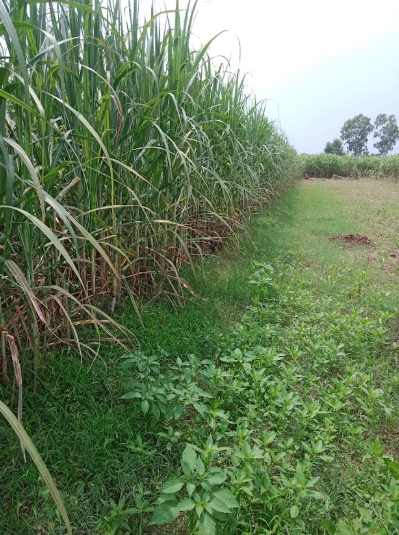 CWPQ+RF8, Muzaffarnagar, Chaurawala, Uttar Pradesh, India