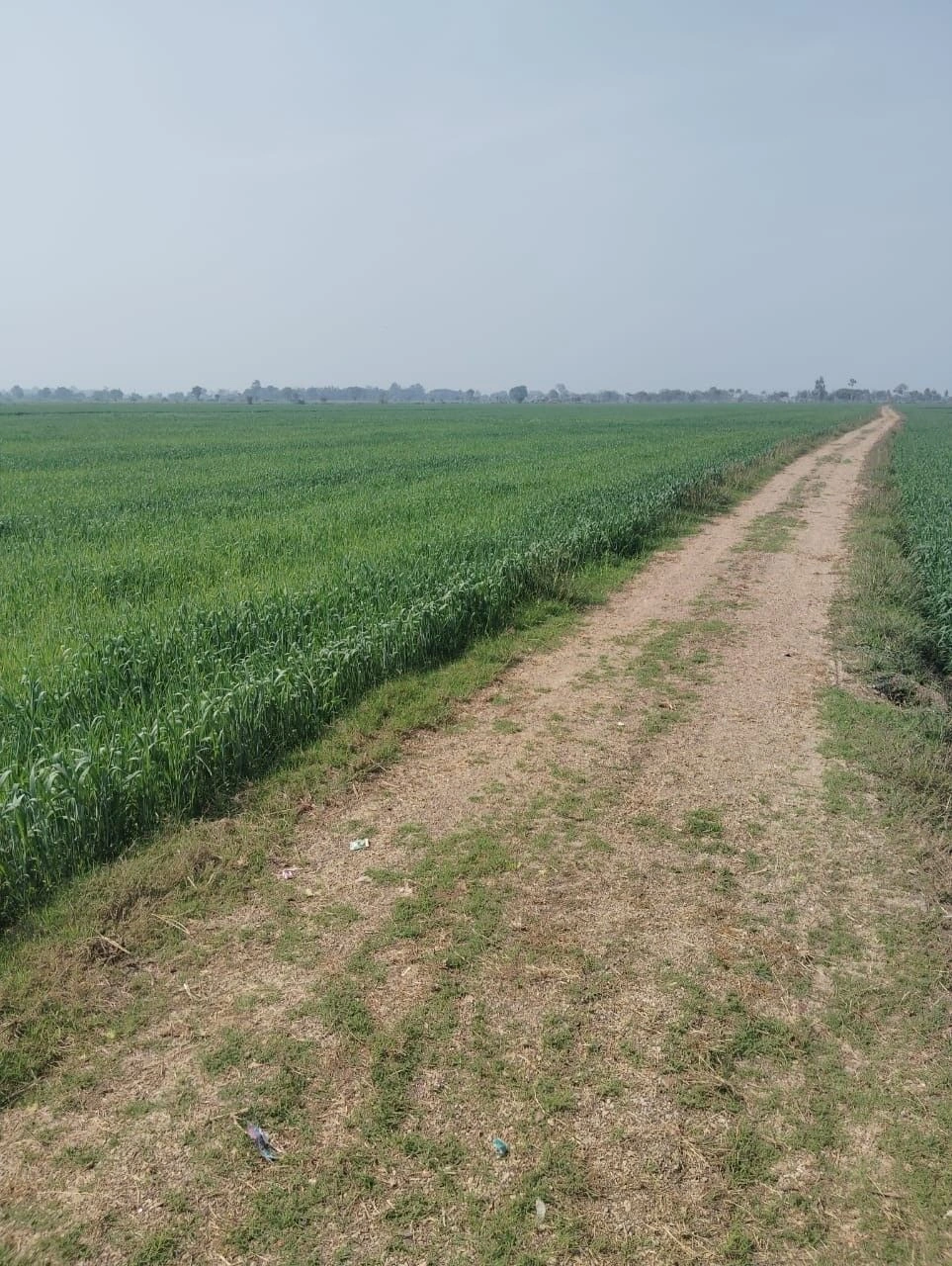 925J+PFX, Madhi Khurd, Madhya Pradesh 473445, India