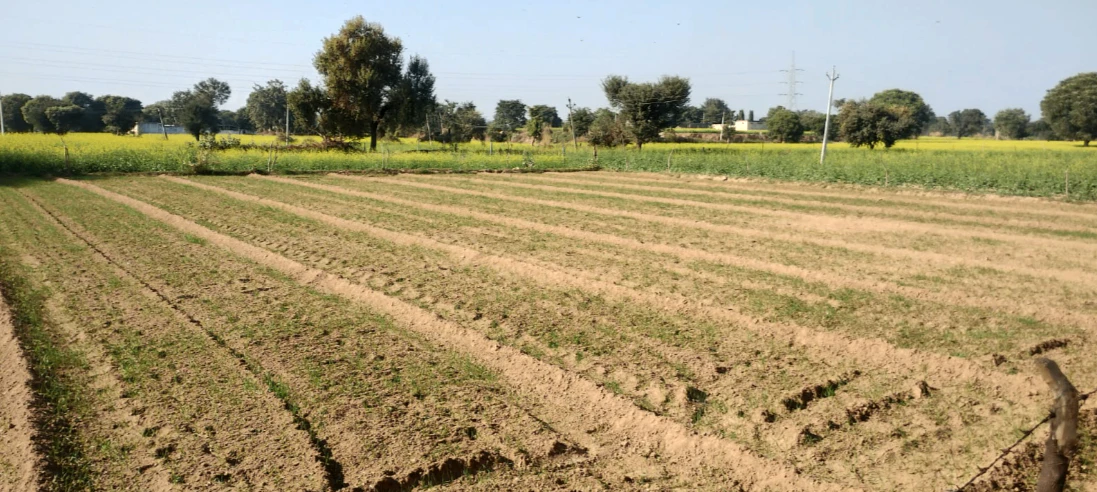 PHM8+FG Jindoli, Khairthal-Tijara, Rajasthan, India