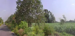 Moradabad, Tajpur Mafi, Uttar Pradesh 244104, India preview 3