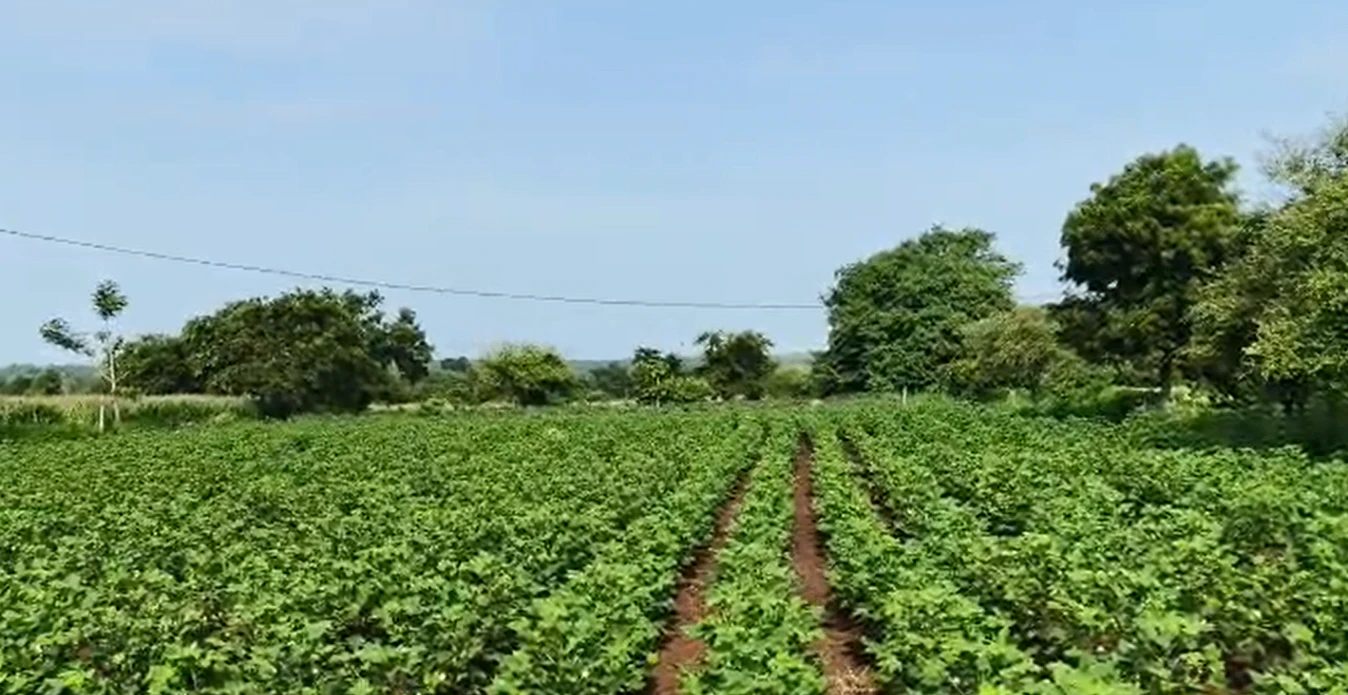 XF83+X2 Chegunta, Medak, Telangana, India
