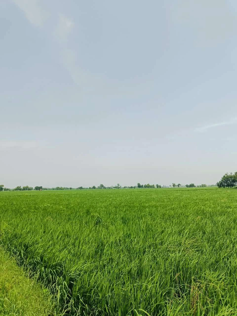 Nawali, Mathura, Uttar Pradesh, India preview 2