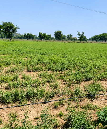 6PPX+X68, Muzaffarnagar, Yusufpur Piplhera, Uttar Pradesh 251201, India