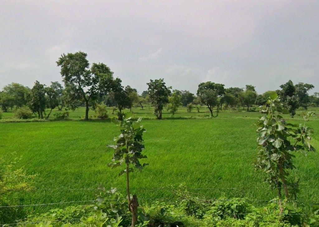 2JMQ+5XH, Raipur, Chhattisgarh 493661, India