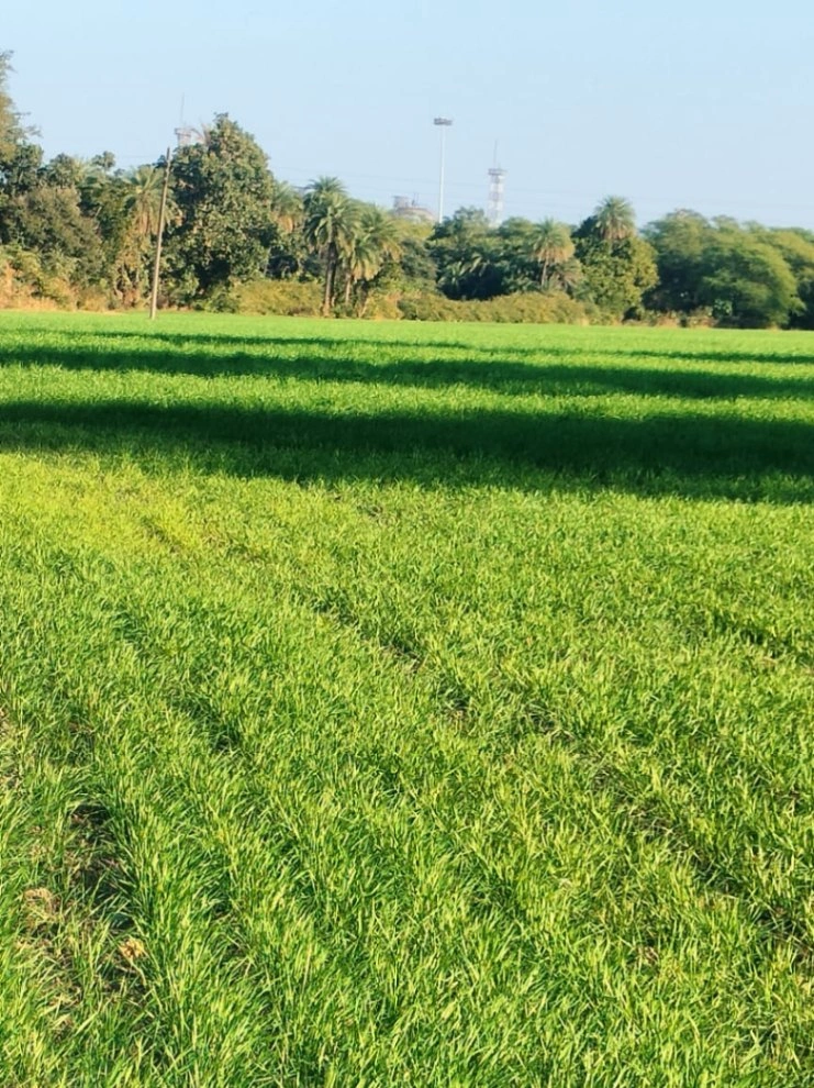 Bakaniya, Madhya Pradesh 462030, India