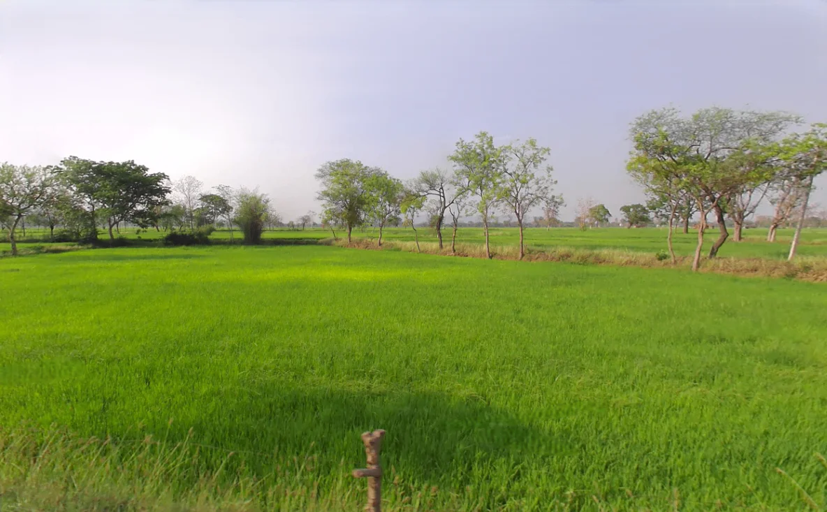 Thelkadih, Chhattisgarh 491444, India preview 3