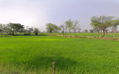 Thelkadih, Chhattisgarh 491444, India preview 3