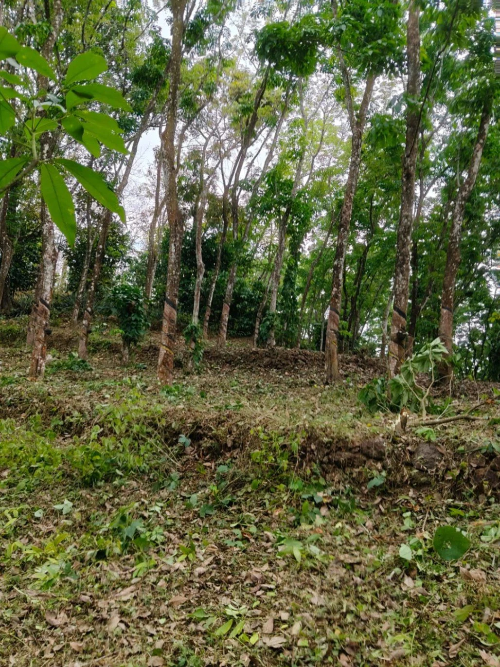 CVM3+X53, Vechoochira, Kerala 686511, India