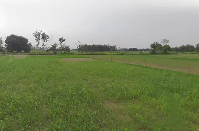 Papad Hamjapur, Uttar Pradesh 243635, India preview 3