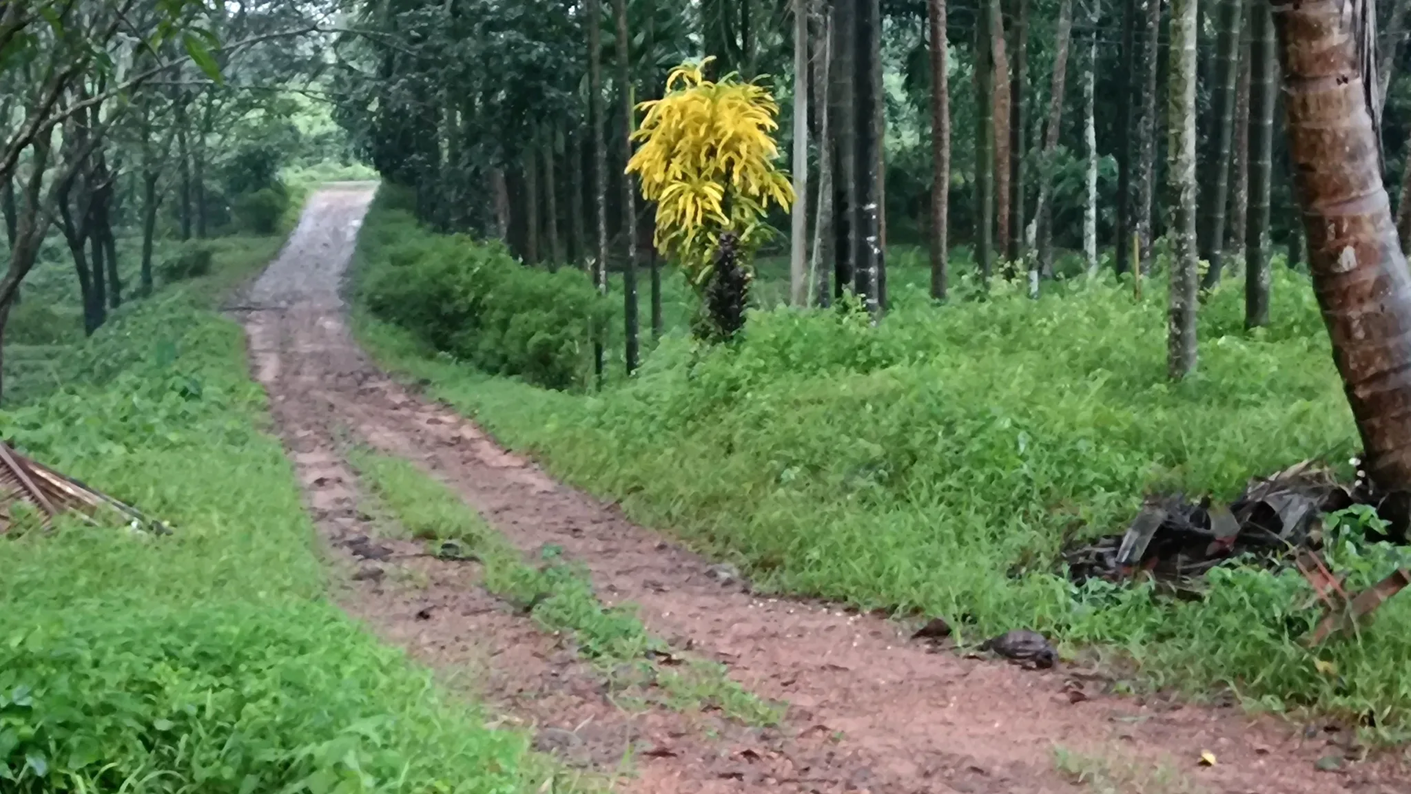 WCF7+4XJ, Dakshina Kannada, Belthangady, Karnataka, India