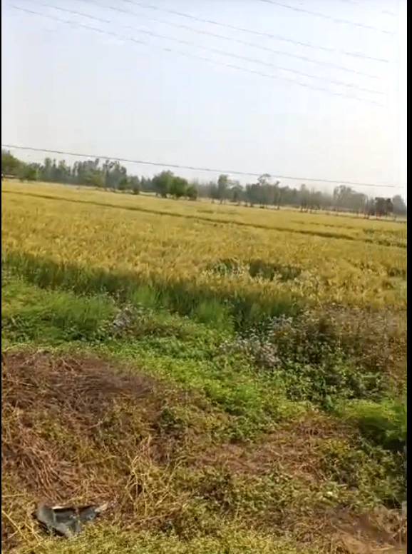 Maman Khurd, Uttar Pradesh 203002, India