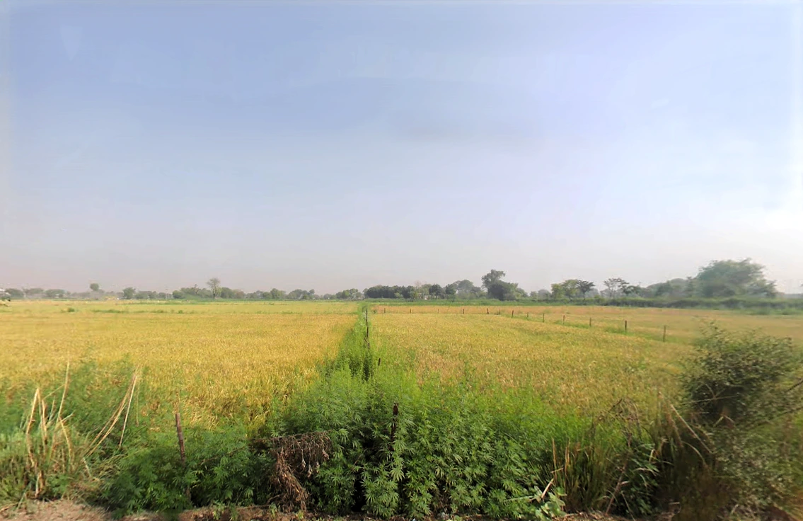 Faridpur, Sector 78, Faridabad, Haryana, India