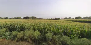 Rangia, Assam, India preview 3