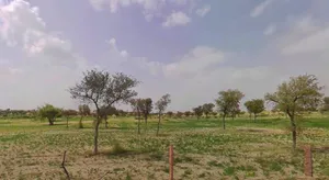 Bhanipura, Rajasthan 331411, India preview 2