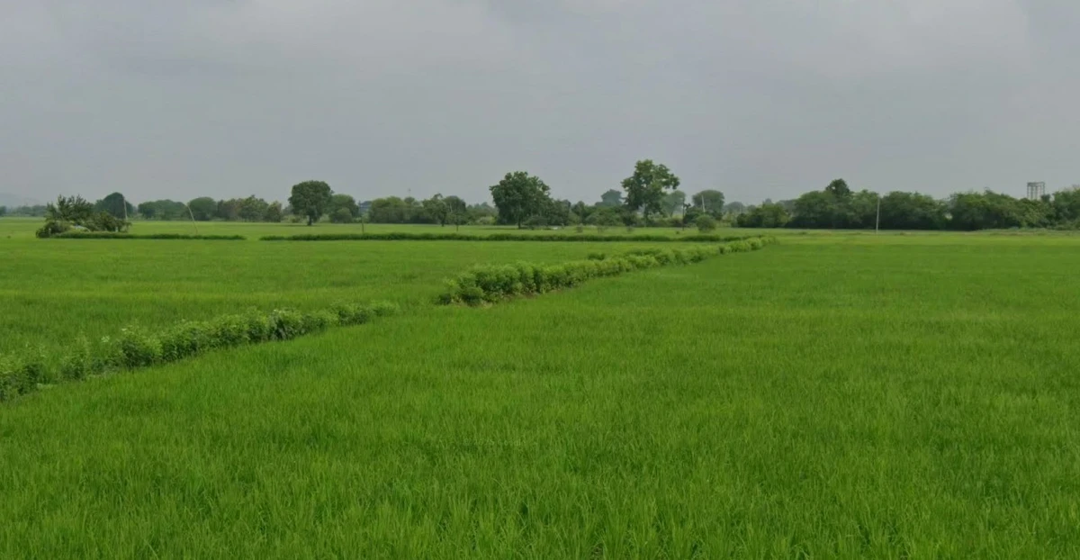 WRXW+26, Kohka, Chhattisgarh 491661, India