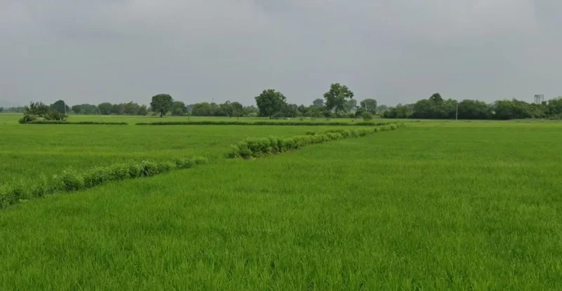 WRXW+26, Kohka, Chhattisgarh 491661, India preview 2