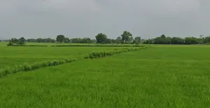 WRXW+26, Kohka, Chhattisgarh 491661, India preview 2