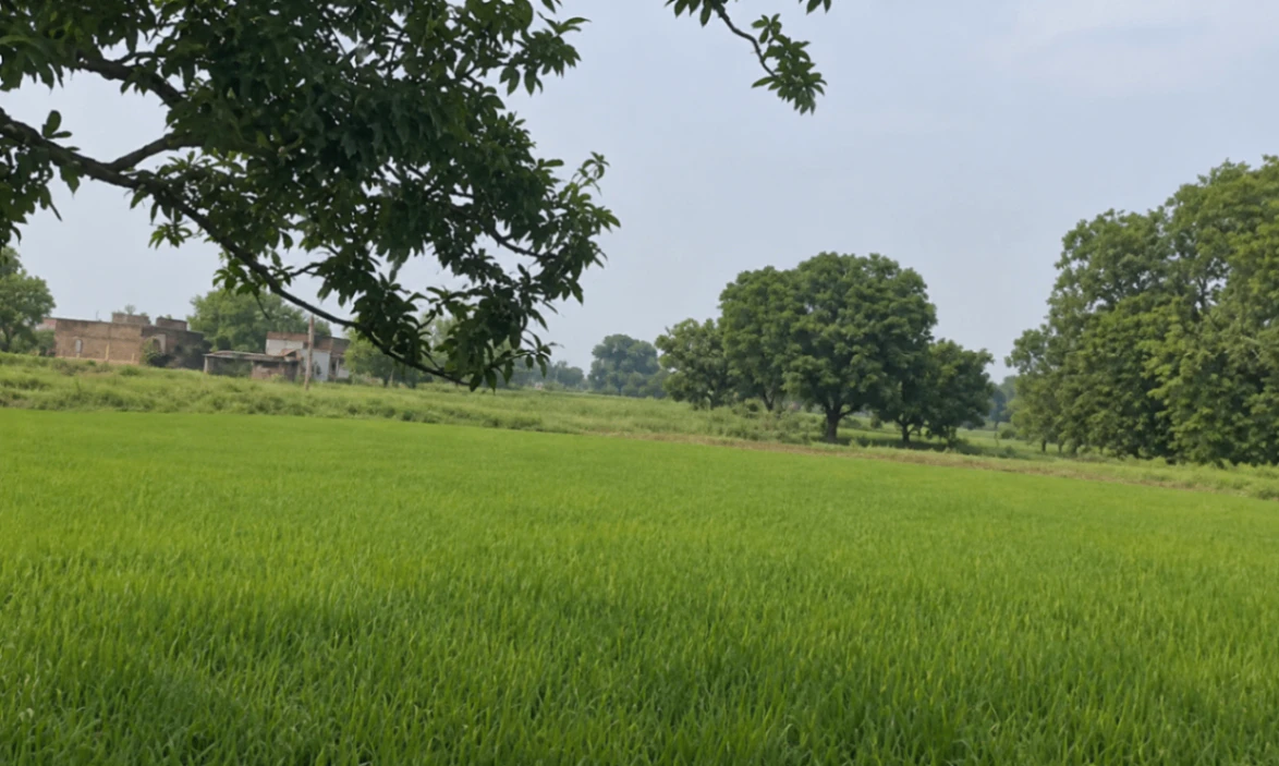 Rajatalab, Varanasi, Uttar Pradesh 221311, India