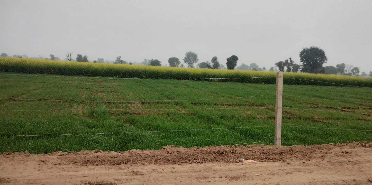 Gola Ka Bas, Rajasthan 301410, India