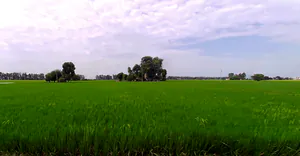 Amargarh, Punjab 148022, India preview 2