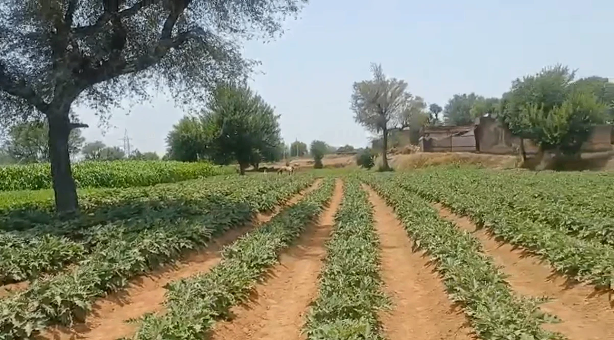 CJVF+R2 Sohanpur, Alwar, Rajasthan, India