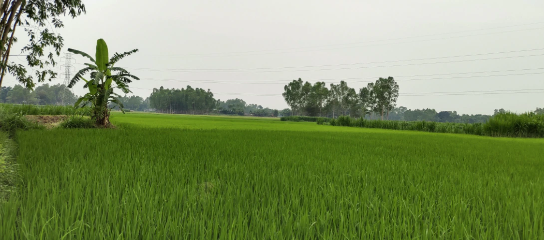 MHRV+XM, Junglee Mohal, West Bengal 735133, India