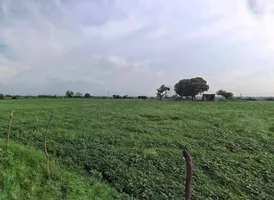 J7P4+Q8 Chak Makheeda, Rajasthan, India preview 3