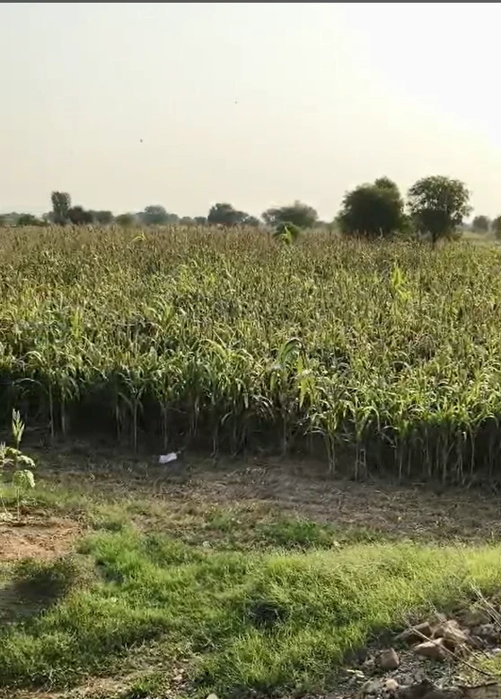 5R8W+FJ5, Jaipur, RJ SH 8B, Malera, Rajasthan 303806, India